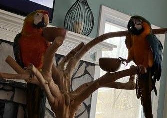 3.2 All Macaw Types for sale